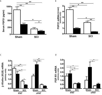 Spinal Cord Injury Reduces Serum Levels of Fibroblast Growth Factor-21 and Impairs Its Signaling Pathways in Liver and Adipose Tissue in Mice